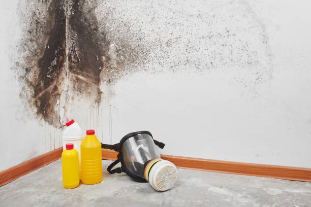 Mold Removal and Inspection in Madison, MN