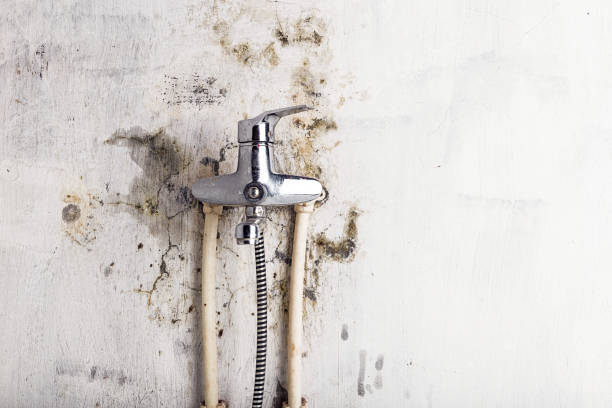 Best Professional Mold Removal  in Madison, MN