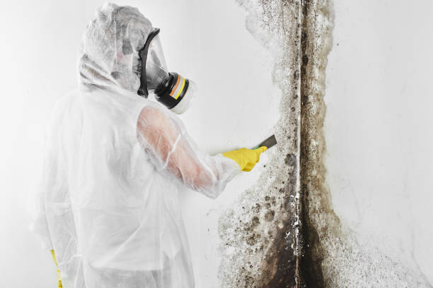 Best Attic Mold Removal  in Madison, MN
