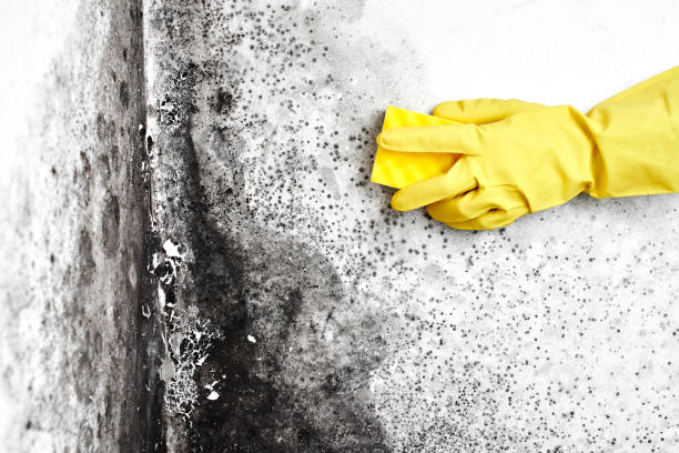 Best Attic Mold Removal  in Madison, MN