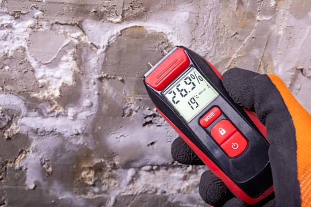 Best Mold Removal and Inspection  in Madison, MN