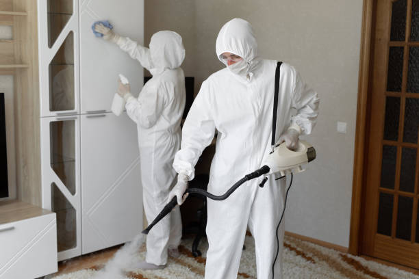 Best Mold Removal Process  in Madison, MN