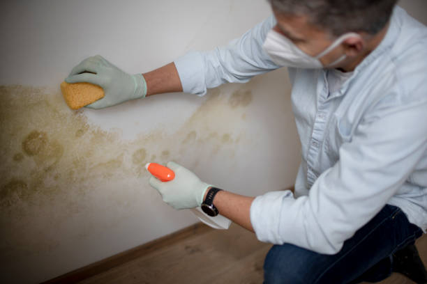 Attic Mold Removal in Madison, MN